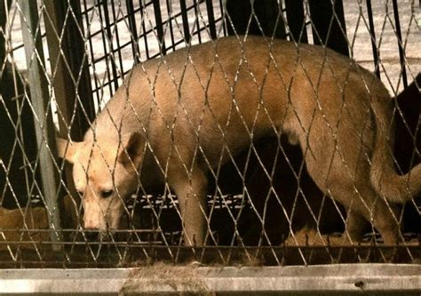 PETITION: Shut Down Korean Dog Meat 'Auction House of Horrors'.